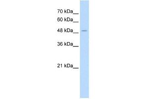 AADAT antibody used at 1.