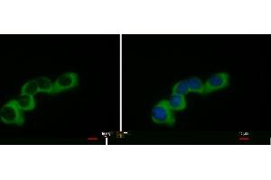 ICC/IF Image COL1A2 antibody [C2C3], C-term detects COL1A2 protein at cytoplasm by immunofluorescent analysis.