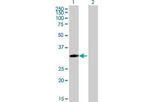 Western Blot analysis of MRPS18B expression in transfected 293T cell line by MRPS18B MaxPab polyclonal antibody. (MRPS18B anticorps  (AA 1-258))