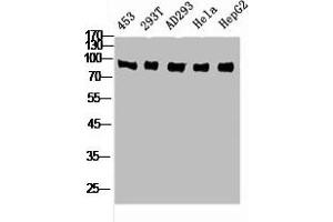 Western Blot analysis of 453 293T AD293 HELA HepG2 cells using Rsk-4 Polyclonal Antibody (RPS6KA6 anticorps  (C-Term))