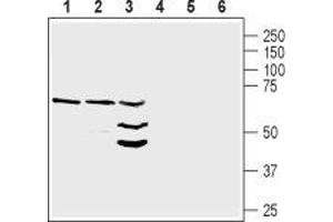 Neuregulin 1 (NRG1) peptide