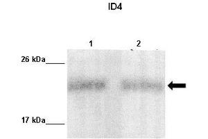 Lanes :  Lane 1: 10ug MDA-MB231 lysateLane 2: 10ug MCF7 lysate   Primary Antibody Dilution :   1:1000    Secondary Antibody :  Anti-rabbit-HRP   Secondary Antibody Dilution :   1:10,000   Gene Name :  ID4   Submitted by :  Maria Teresita Branham. (ID4 anticorps  (Middle Region))