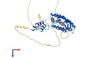 AlphaFold protein structure predicition of Human Recombinant RARA Protein, UniprotID P10276