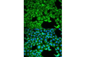 Immunofluorescence (IF) image for anti-Solute Carrier Family 3 Member 1 (SLC3A1) antibody (ABIN1876686) (SLC3A1 anticorps)