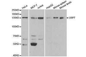 Western blot analysis of extracts of various cell lines, using USP7 antibody. (USP7 anticorps  (AA 206-1102))