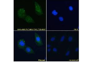 ABIN185354 Immunofluorescence analysis of paraformaldehyde fixed U2OS cells, permeabilized with 0. (AKAP9 anticorps  (C-Term))