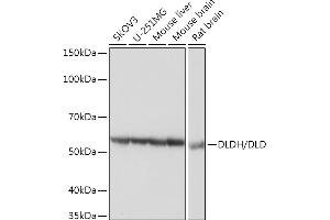 Western blot analysis of extracts of various cell lines, using DLDH/DLD Rabbit mAb (ABIN7266766) at 1:3000 dilution. (DLD anticorps)