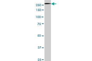USP9X monoclonal antibody (M05), clone 5D7. (USP9X anticorps  (AA 1-90))