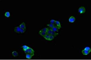 Immunofluorescent analysis of MCF-7 cells using ABIN7159882 at dilution of 1:100 and Alexa Fluor 488-congugated AffiniPure Goat Anti-Rabbit IgG(H+L) (SLC25A38 anticorps  (AA 1-30))