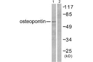 Western Blotting (WB) image for anti-Secreted phosphoprotein 1 (SPP1) (C-Term) antibody (ABIN1848711) (Osteopontin anticorps  (C-Term))