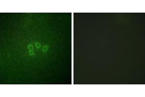 Peptide - +Immunofluorescence analysis of A549 cells, using eIF4B (Ab-422) antibody. (EIF4B anticorps)