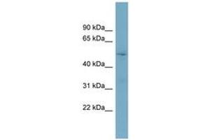 Image no. 1 for anti-Target of Myb1-Like 2 (TOM1L2) (AA 431-480) antibody (ABIN6743600) (TOM1L2 anticorps  (AA 431-480))