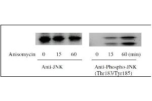 Western blot analysis of extracts from 1 μg/mL Anisomycin treated Hela cells.