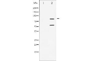 Western blot analysis of PI3-kinase p85- alpha/ gamma phosphorylation expression in H2O2 treated COS7 whole cell lysates,The lane on the left is treated with the antigen-specific peptide. (PI3K p85 alpha/gamma anticorps  (pTyr199, pTyr467))