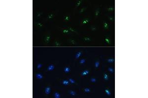 Immunofluorescence analysis of U-2 OS cells using HNF4G Polyclonal Antibody (ABIN7267620) at dilution of 1:100 (40x lens). (HNF4 gamma anticorps  (AA 366-445))