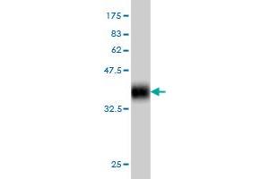 Western Blot detection against Immunogen (36.