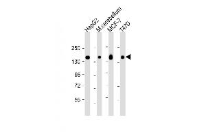 All lanes : Anti-GLG1 Antibody (C-term) at 1:2000 dilution Lane 1: HepG2 whole cell lysate Lane 2: mouse cerebellum lysate Lane 3: MCF-7 whole cell lysate Lane 4: T47D whole cell lysate Lysates/proteins at 20 μg per lane.