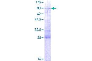 Image no. 1 for Interferon Related Developmental Regulator 1 (IFRD1) (AA 1-451) protein (GST tag) (ABIN1307512)