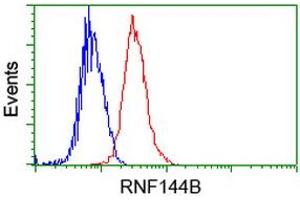 Image no. 2 for anti-Ring Finger Protein 144B (RNF144B) (AA 1-256) antibody (ABIN1490650) (RNF144B anticorps  (AA 1-256))