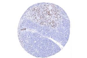 In the thymus more than 99 of the cortical thymocytes are CD45RA negative. (CD45RA anticorps)