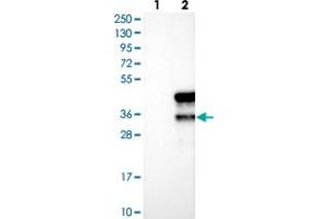 Western blot analysis of Lane 1: Negative control (vector only transfected HEK293T lysate), Lane 2: Over-expression Lysate (Co-expressed with a C-terminal myc-DDK tag (~3. (MTFR1L anticorps)