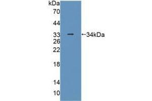 Figure. (PLIN4 anticorps  (AA 349-656))