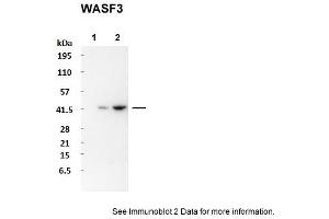 Sample Type: 1. (WASF3 anticorps  (N-Term))
