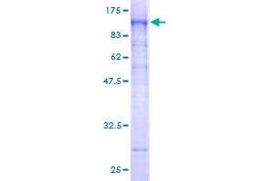 SDS-PAGE (SDS) image for Stromal Interaction Molecule 1 (STIM1) (AA 24-685) protein (GST tag) (ABIN1321631)