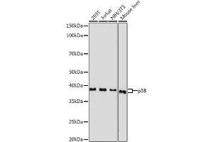 Western blot analysis of extracts of various cell lines, using p38 MAPK antibody (ABIN7268615) at 1:500 dilution. (MAPK14 anticorps  (AA 1-360))