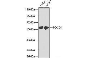 Western blot analysis of extracts of various cell lines using PDCD4 Polyclonal Antibody. (PDCD4 anticorps)