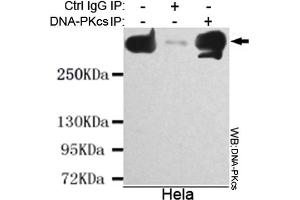 Immunoprecipitation analysis of Hela cell lysate using DNA-PKcs mouse mAb. (PRKDC anticorps)