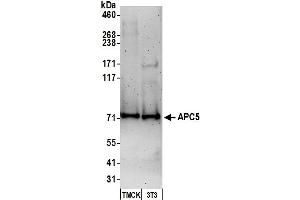 Western Blotting (WB) image for anti-Anaphase Promoting Complex Subunit 5 (ANAPC5) (C-Term) antibody (ABIN7451561) (ANAPC5 anticorps  (C-Term))