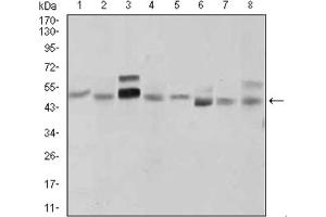 Western blot analysis using SHH antibody against LNCaP (1), HepG2 (2), PANC-1 (3),HeLa (4), SK-N-SH (5), F9 (6), NIH3T3 (7), and COS7 (8) cell lysate. (Sonic Hedgehog anticorps  (AA 26-161))
