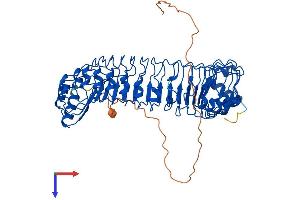 AlphaFold protein structure predicition of Mouse Recombinant Shoc2 Protein, UniprotID O88520