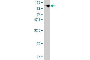 Western Blot detection against Immunogen (110.