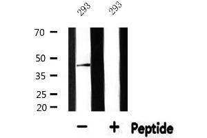 Western blot analysis of extracts from 293, using NFYA Antibody.