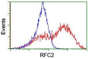 Image no. 9 for anti-Replication Factor C (Activator 1) 2, 40kDa (RFC2) (AA 1-234) antibody (ABIN1490616)