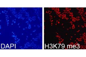 Immunofluorescence analysis of 293T cells using TriMethyl-Histone H3-K79 antibody. (Histone 3 anticorps  (H3K79me3))