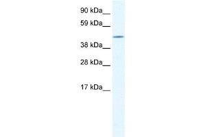 WB Suggested Anti-CREB3L1 Antibody Titration:  1. (CREB3L1 anticorps  (N-Term))