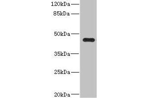 Western blot All lanes: Ren2 antibody at 2 μg/mL + MCF-7 whole cell lysate Secondary Goat polyclonal to rabbit IgG at 1/10000 dilution Predicted band size: 45 kDa Observed band size: 45 kDa (Renin-2 anticorps  (AA 64-351))