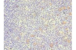 Immunohistochemistry of paraffin-embedded human tonsil tissue using ABIN7172390 at dilution of 1:100 (GATA3 anticorps  (AA 1-260))