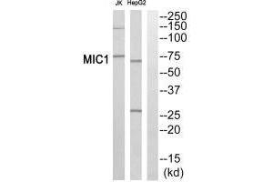 Western blot analysis of extracts from Jurkat cells and HepG2 cells, using MIC1 antibody. (xpr1 anticorps  (C-Term))