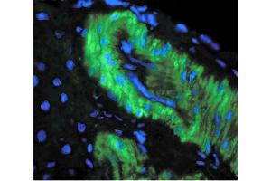 Nitrotyrosine (39B6), rat liver