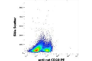 Flow cytometry surface staining pattern of rat splenocytes stained using anti-rat CD28 (JJ319) PE antibody (concentration in sample 0,56 μg/mL). (CD28 anticorps  (PE))
