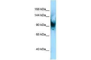 Host: Rabbit Target Name: Senp6 Antibody Dilution: 1. (SENP6 anticorps  (C-Term))