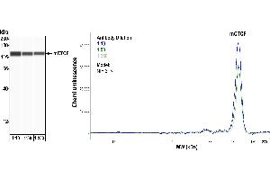 Western Blotting (WB) image for anti-CCCTC-Binding Factor (Zinc Finger Protein) (CTCF) (AA 650-700) antibody (ABIN7453967) (Recombinant CTCF anticorps  (AA 650-700))