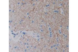 IHC-P analysis of brain tissue, with DAB staining. (EPH Receptor A4 anticorps  (AA 621-882))