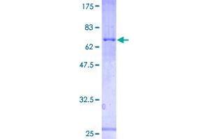 Image no. 1 for Protease, serine, 50 (PRSS50) (AA 1-385) protein (GST tag) (ABIN1323919)
