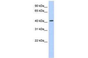 Image no. 1 for anti-Nuclear Receptor Subfamily 1, Group H, Member 2 (NR1H2) (AA 323-372) antibody (ABIN6742387) (NR1H2 anticorps  (AA 323-372))