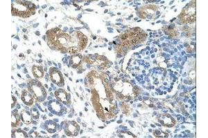 anti-Tripartite Motif Containing 59 (TRIM59) (AA 251-300) antibody